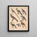 Illustrations for the General Natural History of Oken for all classes Pl127 - Lorenz Oken — framed artwork on a wall