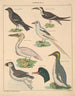Illustrations for the General Natural History of Oken for all classes Pl128 - Lorenz Oken — artwork view