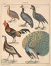 Illustrations for the General Natural History of Oken for all classes Pl131 - Lorenz Oken — artwork view