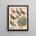 Illustrations for the General Natural History of Oken for all classes Pl131 - Lorenz Oken — framed artwork on a wall