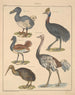 Illustrations for the General Natural History of Oken for all classes Pl132 - Lorenz Oken — artwork view