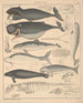 Illustrations for the General Natural History of Oken for all classes Pl136 - Lorenz Oken — artwork view