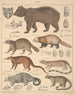 Illustrazioni per la Storia naturale generale di Oken per tutte le classi Pl141 - Lorenz Oken — vista dell’opera
