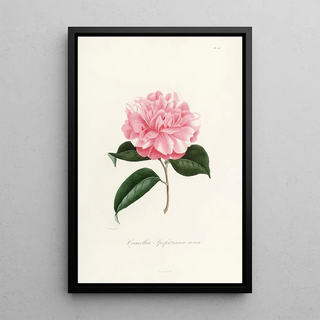 Lorenzo Berlse - Iconographie du genre Camellia Pl003.webp