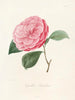 Iconography of the Camellia Genre Pl014 - Lorenzo Bartolini — artwork view