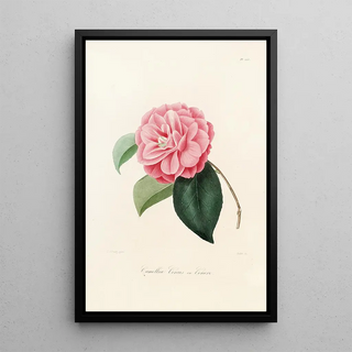 Lorenzo Berlse - Iconographie du genre Camellia Pl025.webp
