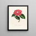 Iconography of the Camellia genre Pl032 - Lorenzo Bartolini — framed artwork on a wall