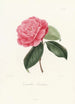 Iconographie del genere Camellia Pl046 - Lorenzo Bartolini — vista dell’opera