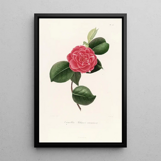 Lorenzo Berlse - Iconographie du genre Camellia Pl057.webp
