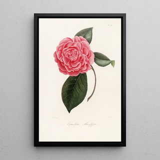 Lorenzo Berlse - Iconographie du genre Camellia Pl064.webp