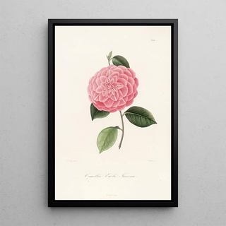 Lorenzo Berlse - Iconographie du genre Camellia Pl066.webp