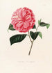 Iconography of the Camellia Genre Pl068 - Lorenzo Bartolini — artwork view