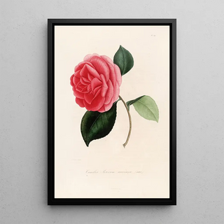 Lorenzo Berlse - Iconographie du genre Camellia Pl069.webp