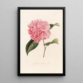 Lorenzo Berlse - Iconographie du genre Camellia Pl074.webp