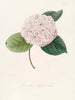 Iconografia del genere Camellia Pl078 - Lorenzo Bartolini — vista dell’opera