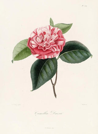 Lorenzo Berlse - Iconographie du genre Camellia Pl079.webp