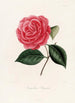Iconography of the Camellia genre Pl080 - Lorenzo Bartolini — artwork view