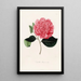 Iconographie del genere Camellia Pl081 - Lorenzo Bartolini — quadro incorniciato alla parete