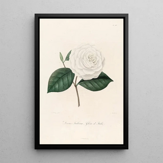 Lorenzo Berlse - Iconographie du genre Camellia Pl088.webp