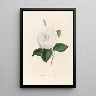 Lorenzo Berlse - Iconographie du genre Camellia Pl095.webp