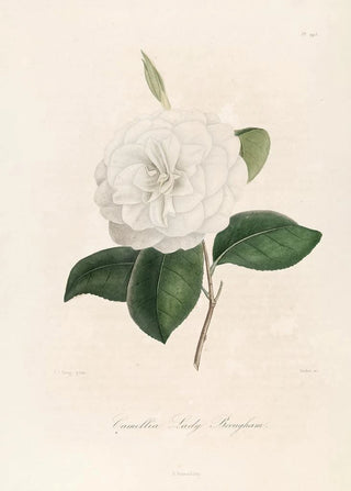 Lorenzo Berlse - Iconographie du genre Camellia Pl095.webp