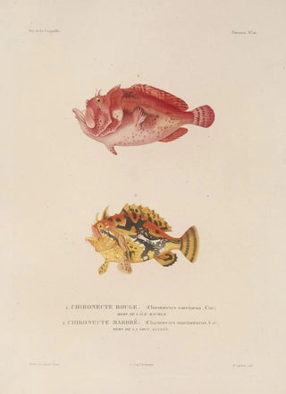 LouisIsidore Duperrey - Voyage autour du monde Pl023.webp