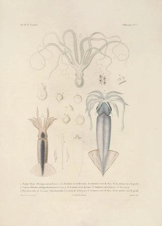 LouisIsidore Duperrey - Voyage autour du monde Pl046.webp