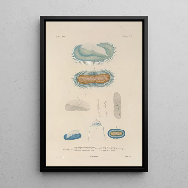 LouisIsidore Duperrey - Voyage autour du monde Pl093.webp