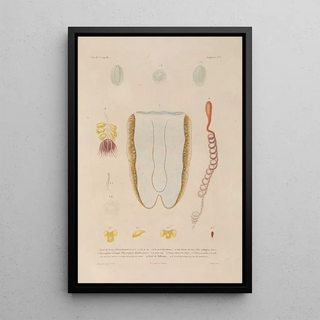 LouisIsidore Duperrey - Voyage autour du monde Pl103.webp