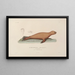 Reise um die Welt Pl106 - Louis-Isidore Duperrey — gerahmtes Bild an der Wand