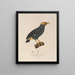 Reise um die Welt Pl129 - Louis-Isidore Duperrey — gerahmtes Bild an der Wand