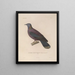 Reise um die Welt Pl146 - Louis-Isidore Duperrey — gerahmtes Bild an der Wand