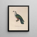 Reise um die Welt Pl147 - Louis-Isidore Duperrey — gerahmtes Bild an der Wand