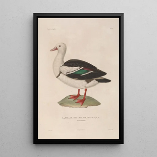 LouisIsidore Duperrey - Voyage autour du monde Pl155.webp