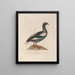 Voyage autour du monde Pl156 - Louis-Isidore Duperrey — gerahmtes Bild an der Wand