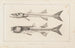 Recherches sur les poissons fossiles Pl007 - Louis Agassiz — artwork view
