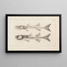 Recherches sur les poissons fossiles Pl007 - Louis Agassiz — framed artwork on a wall