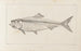 Recherches sur les poissons fossiles Pl012 - Louis Agassiz — artwork view