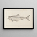 Recherches sur les poissons fossiles Pl012 - Louis Agassiz — framed artwork on a wall