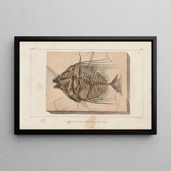 Recherches sur les poissons fossiles Pl017 - Louis Agassiz — gerahmtes Bild an der Wand