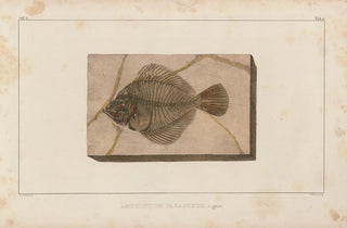 Louis Agassiz - Recherches sur les poissons fossiles Pl027.webp