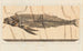 Recherches sur les poissons fossiles Pl028 - Louis Agassiz — artwork view