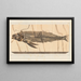 Recherches sur les poissons fossiles Pl028 - Louis Agassiz — framed artwork on a wall