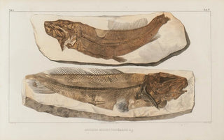 Louis Agassiz - Recherches sur les poissons fossiles Pl031.webp