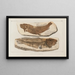 Recherches sur les poissons fossiles Pl031 - Louis Agassiz — framed artwork on a wall