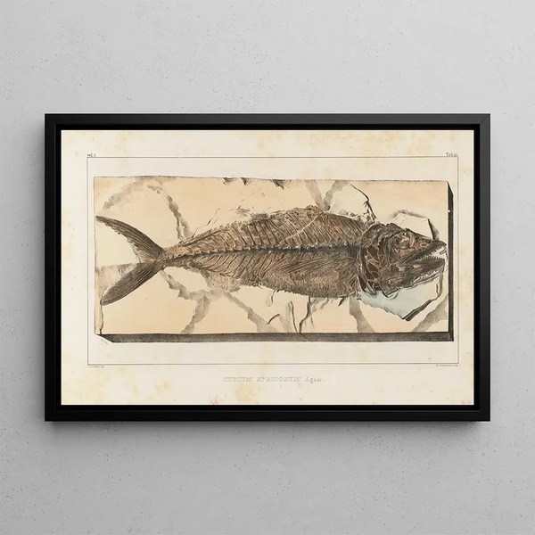 Recherches sur les poissons fossiles Pl040 - Louis Agassiz — gerahmtes Bild an der Wand