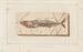 Recherches sur les poissons fossiles Pl045 - Louis Agassiz — artwork view