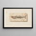 Recherches sur les poissons fossiles Pl045 - Louis Agassiz — framed artwork on a wall