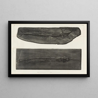 Louis Agassiz - Recherches sur les poissons fossiles Pl050.webp