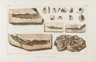 Louis Agassiz - Recherches sur les poissons fossiles Pl066.webp